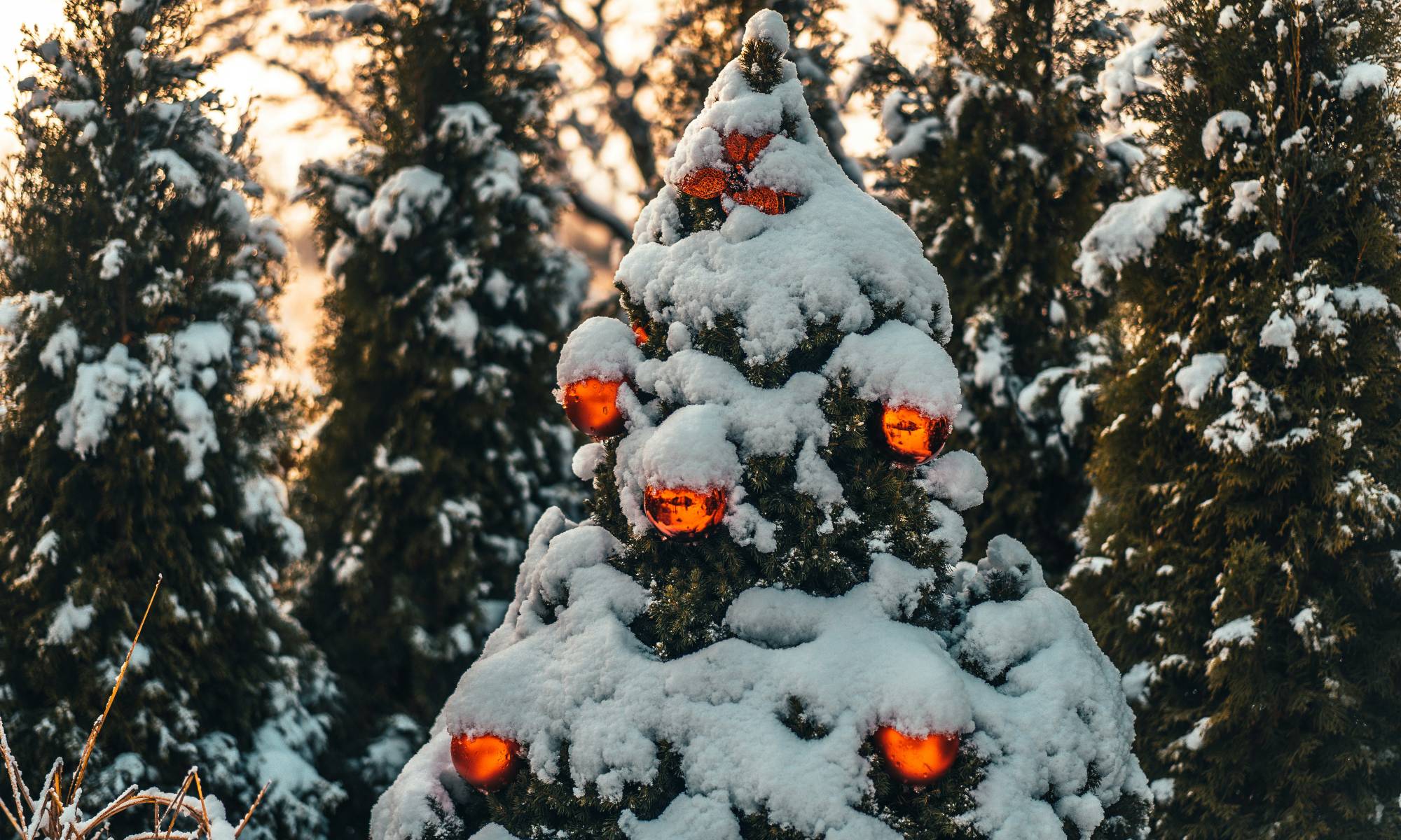 christmas tree with snow